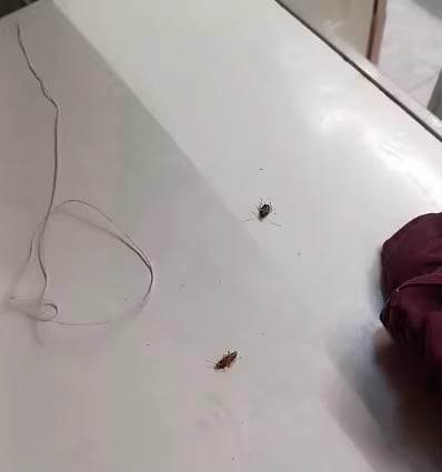 Dos cucarachas muertas sobre una superficie clara