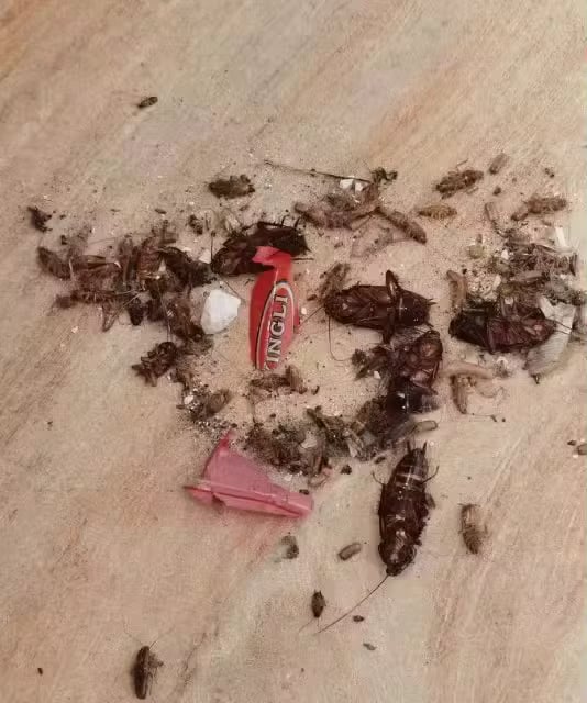 Cucarachas muertas alrededor de los puntos de gel aplicados en el piso