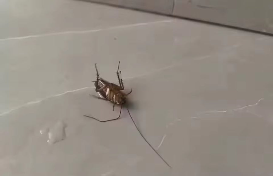 Cucaracha muerta sobre el piso de la cocina